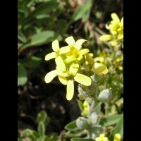 Herbe de Jerusalem, Fibigia clypeata (fam Brassicacees) (Europe du sud, Asie mineure, Egypte) (5)